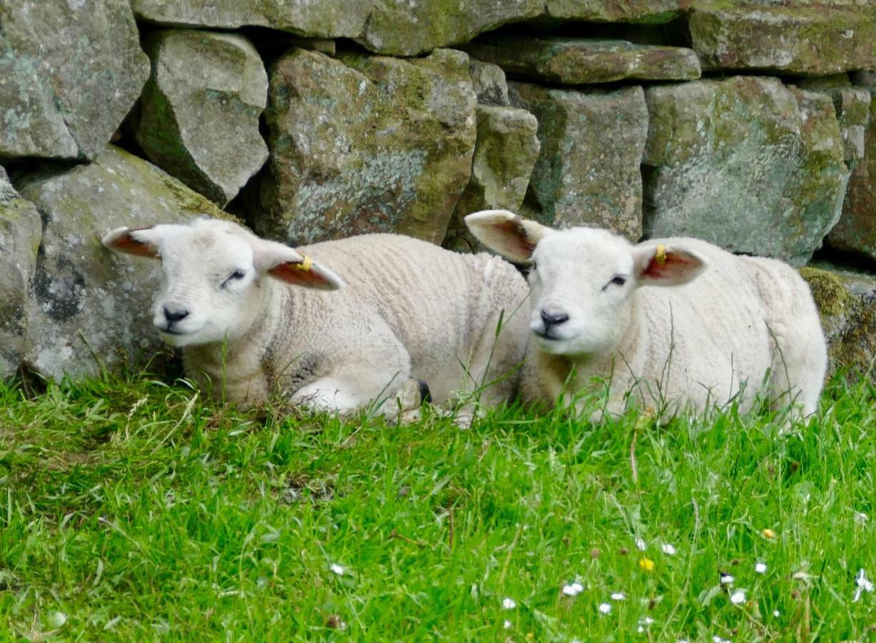 Heathergate Cottage Dartmoor Bnb Lydford Extérieur photo